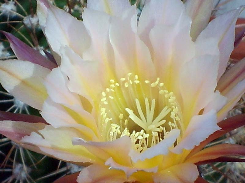 Echinopsis cv. danisa 