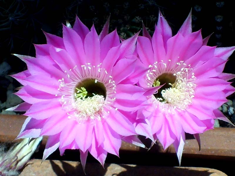 Echinopsis cv. sterntaler 