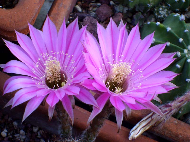 Echinopsis cv. sterntaler 