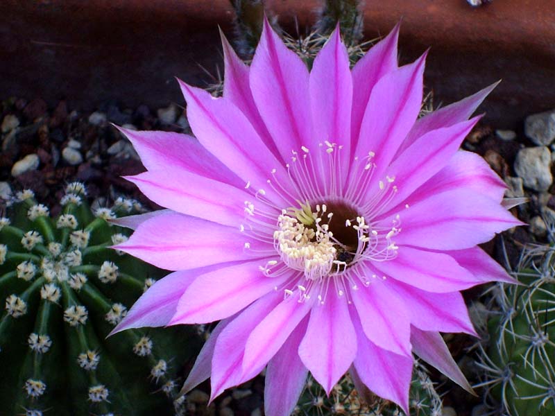 Echinopsis cv. sterntaler 