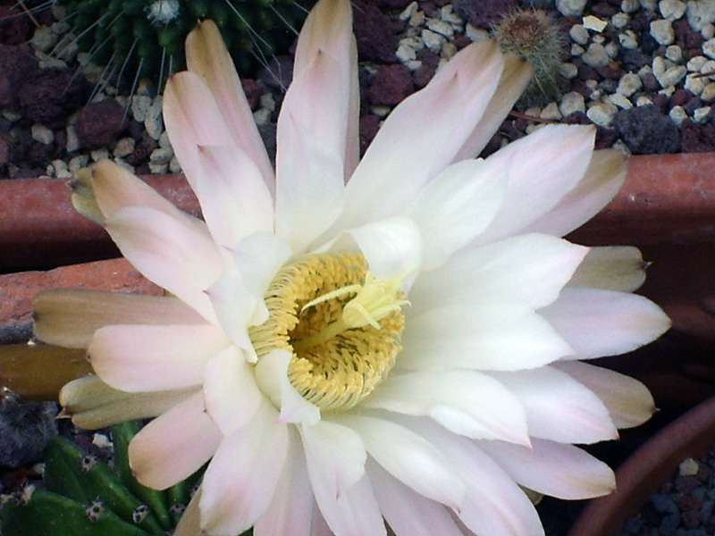 Echinopsis longispina v. nigra 