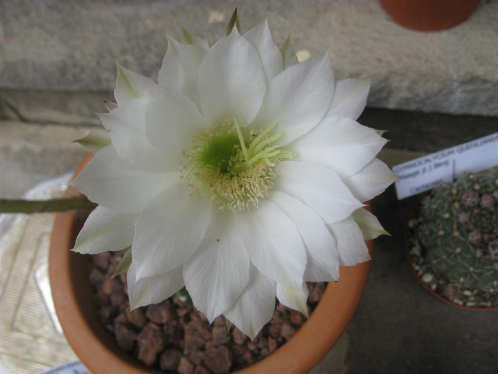 Echinopsis subdenudata 