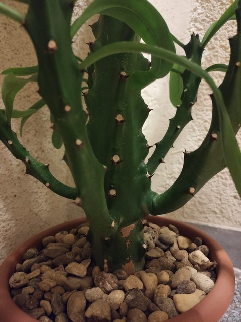 Cactofili - Forum di cactus e succulente :: Leggi argomento -  Identificazioni facili facili - Altre succulente