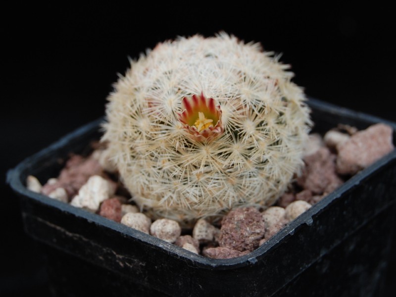 Mammillaria lasiacantha ssp. egregia 