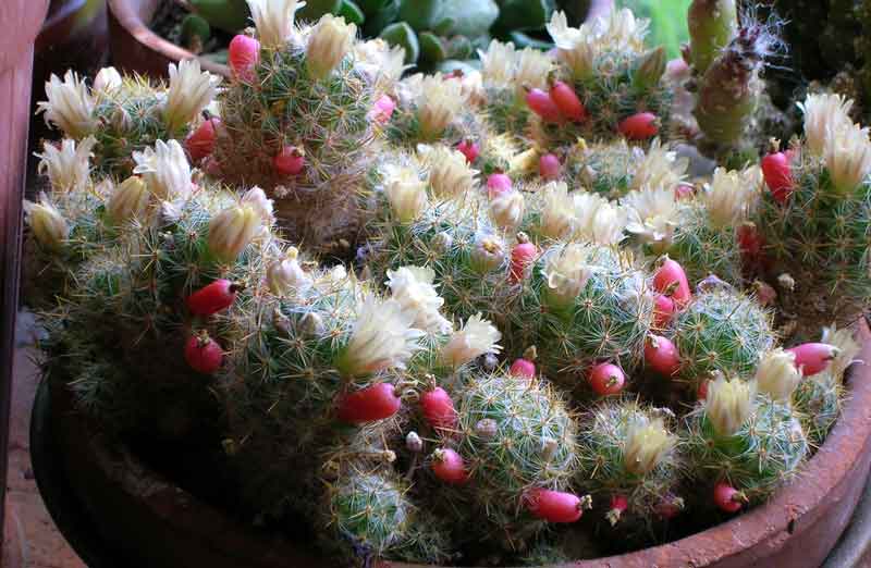 Mammillaria prolifera 