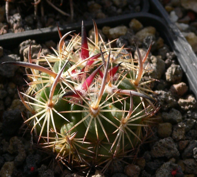 Echinomastus unguispinus v. laui 