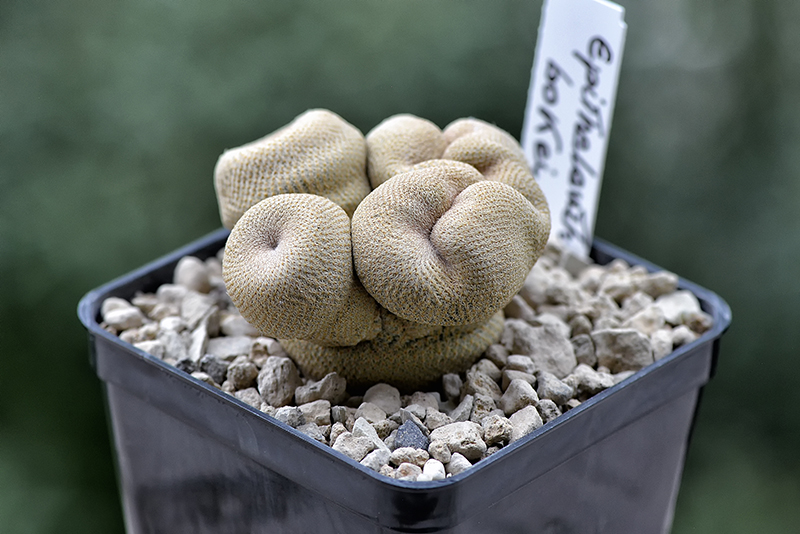 Epithelantha bokei 