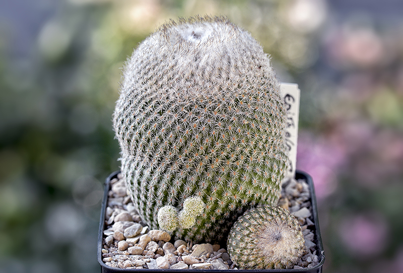 epithelantha greggii