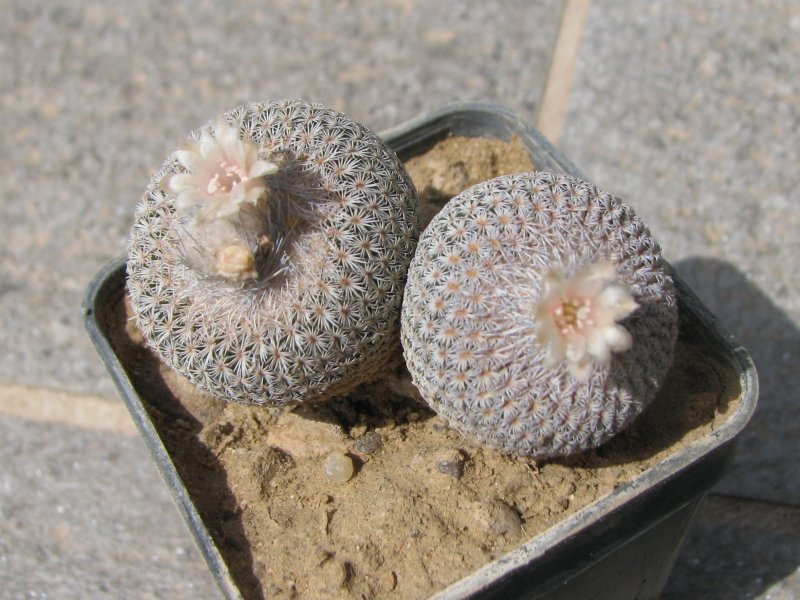 Epithelantha micromeris ssp. greggii 