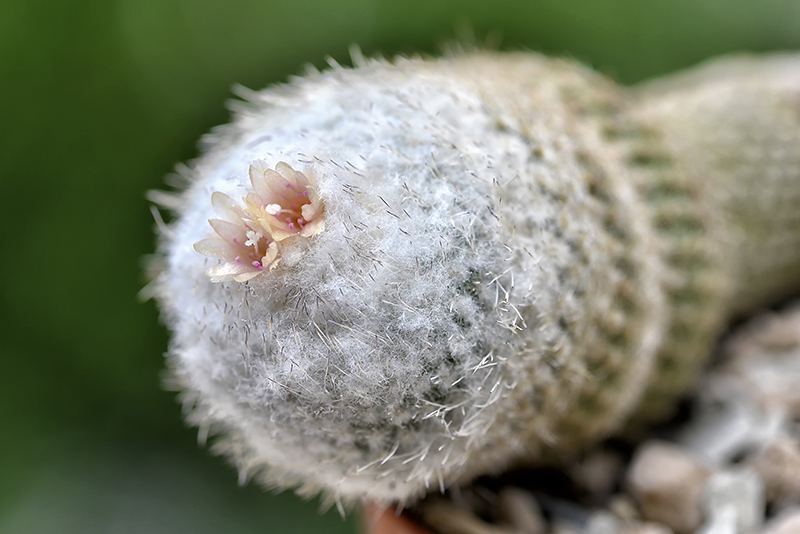 epithelantha pachyrhiza