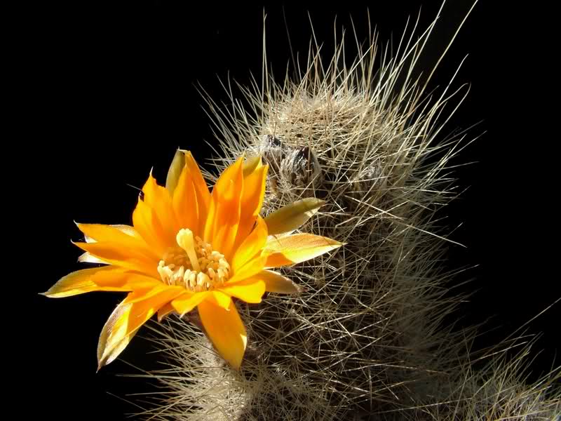 Rebutia einsteinii R509