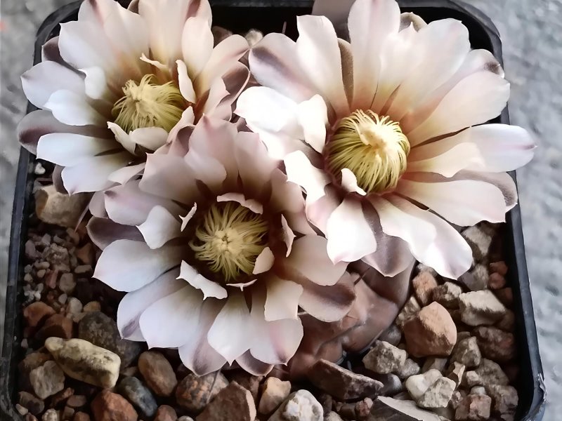 gymnocalycium esperanzae