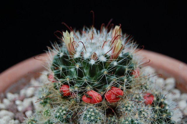 Mammillaria oteroi 