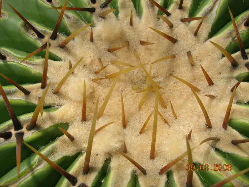 Echinocactus ingens 