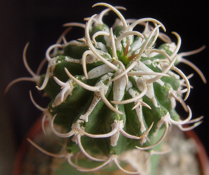 Euphorbia columnaris 