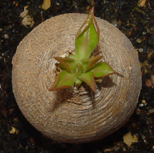 Euphorbia ecklonii 