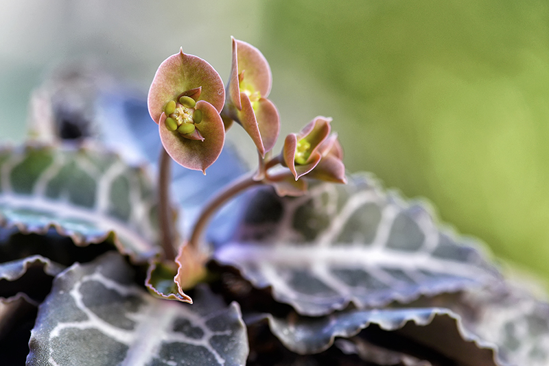 Euphorbia francoisii v. crassicaulis 