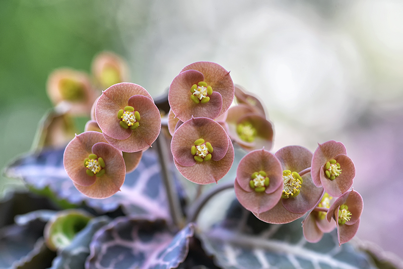 Euphorbia francoisii v. crassicaulis 