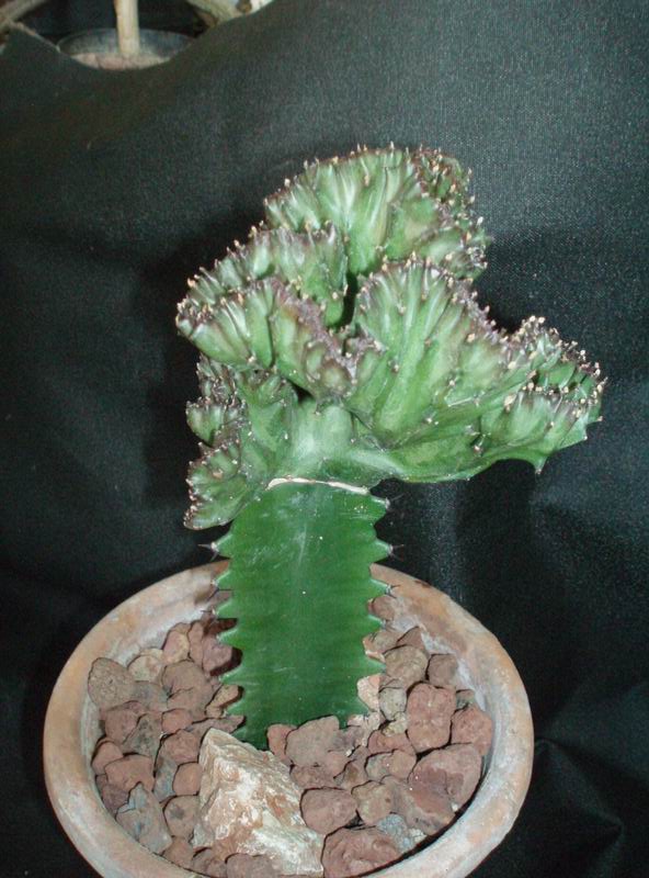 Euphorbia lactea f. cristata 