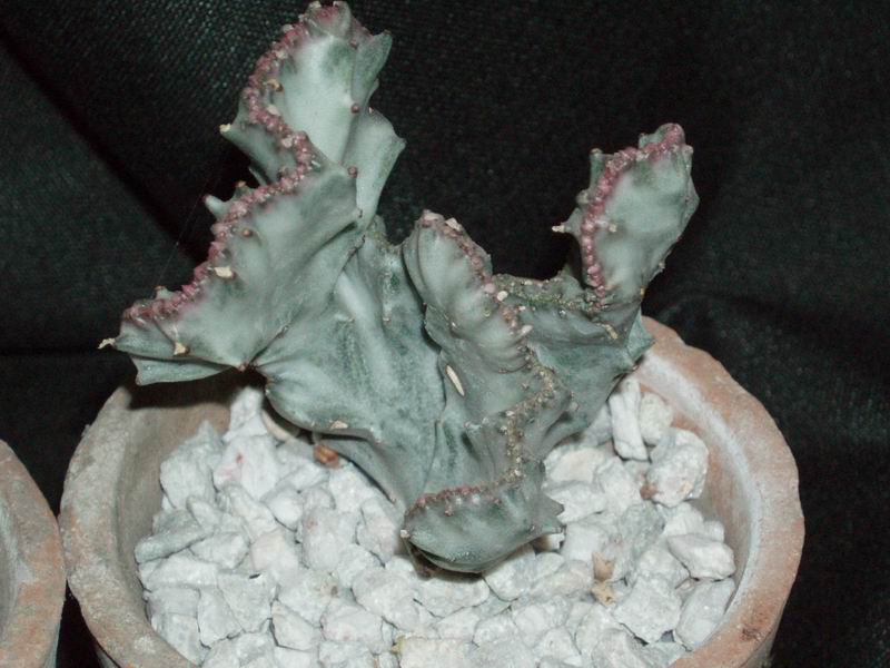 Euphorbia lactea f. cristata 