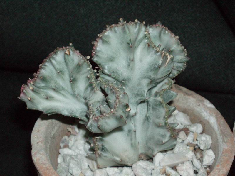 Euphorbia lactea f. cristata 