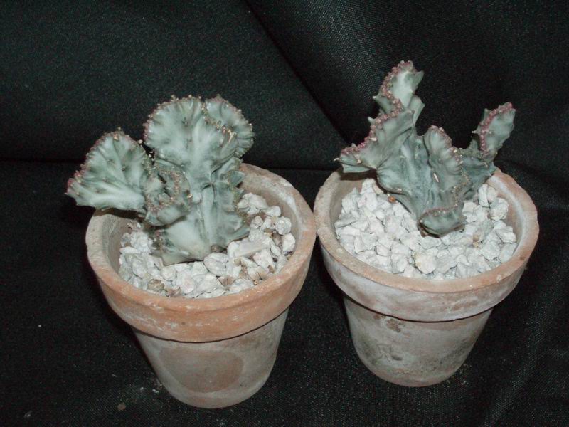 Euphorbia lactea f. cristata 