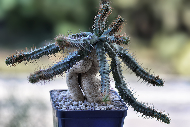 Euphorbia micracantha 