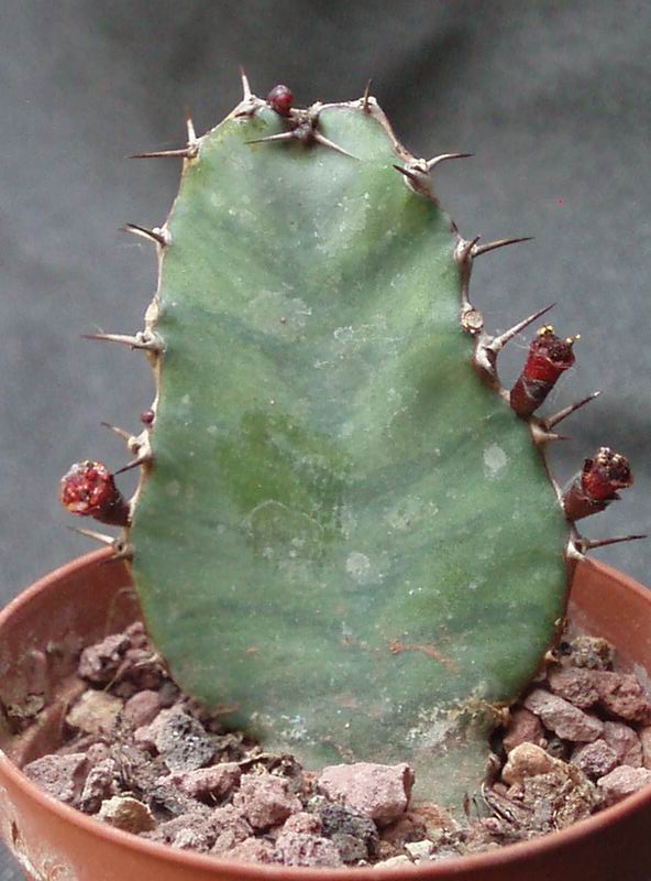 Euphorbia opuntioides 