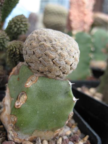 Euphorbia piscidermis 