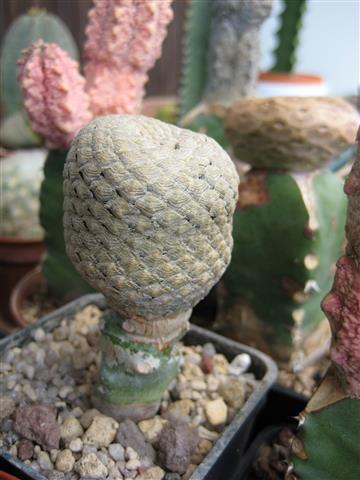 Euphorbia piscidermis 