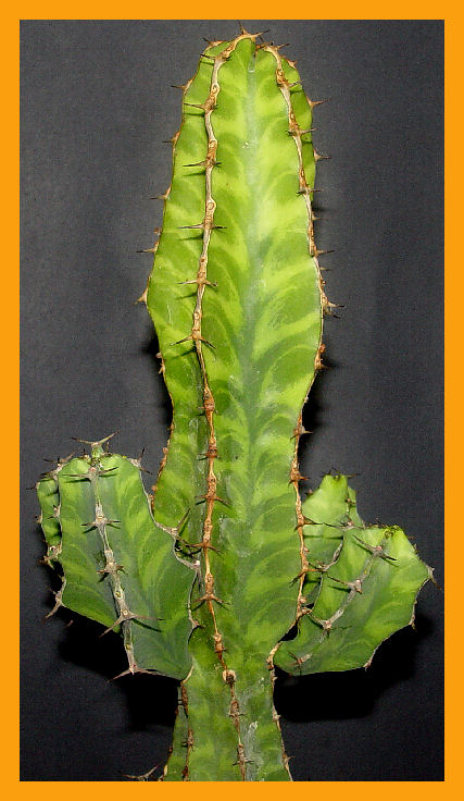 Euphorbia pseudocactus 