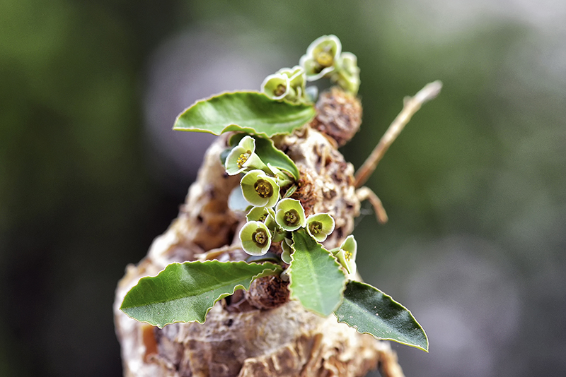 Euphorbia subapoda 