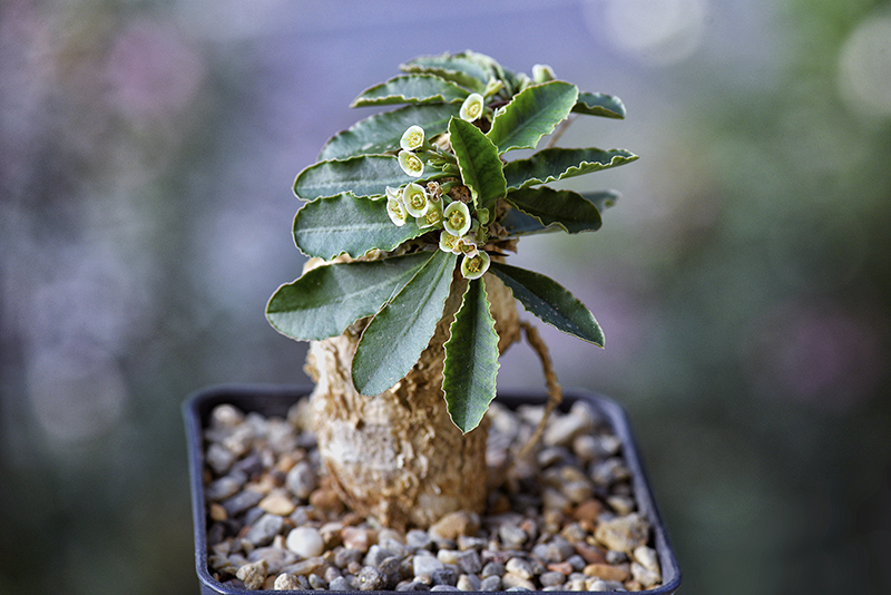 Euphorbia subapoda 