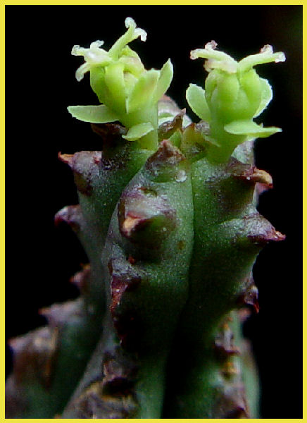 Euphorbia tubiglans 