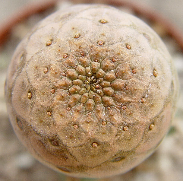 Euphorbia turbiniformis 