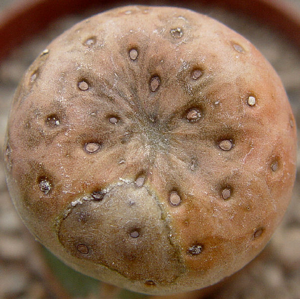 Euphorbia turbiniformis 