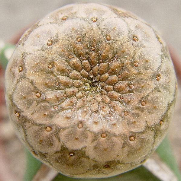 Euphorbia turbiniformis 