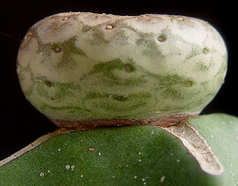 Euphorbia turbiniformis 