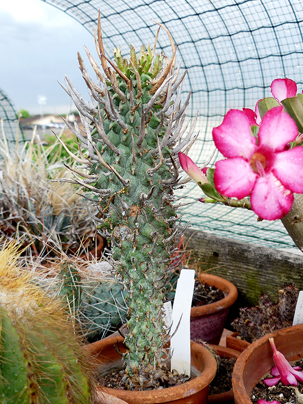 Euphorbia schoenlandii 