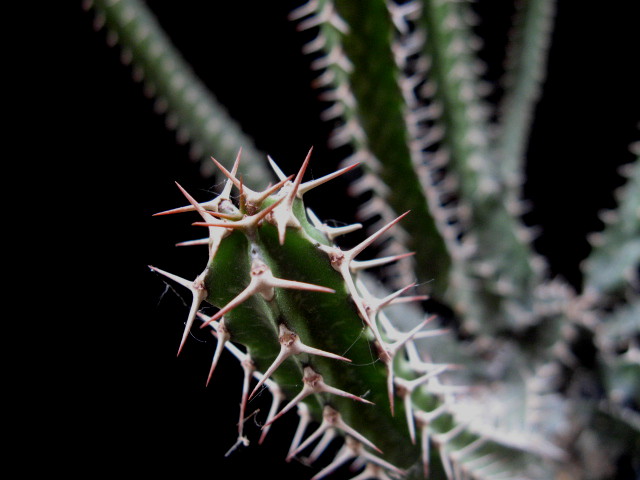 Euphorbia evansii 