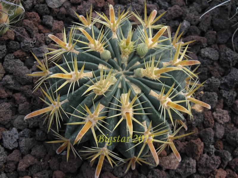 Ferocactus latispinus v. flavispinus 