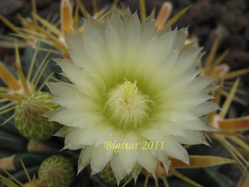 Ferocactus latispinus v. flavispinus 