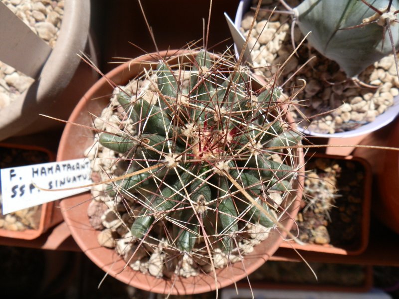 Ferocactus hamatacanthus ssp. sinuatus 