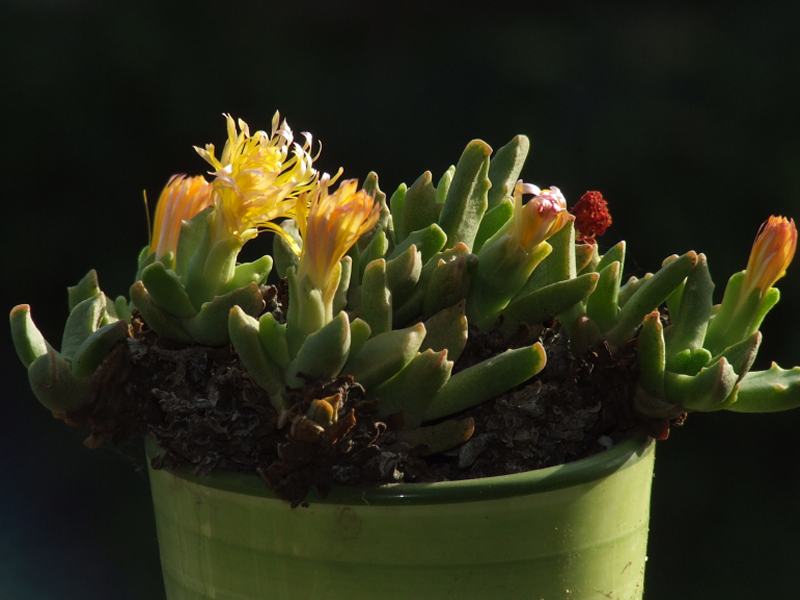 faucaria paucidens