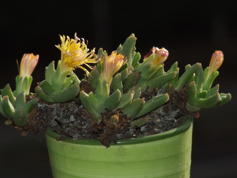 Faucaria paucidens 