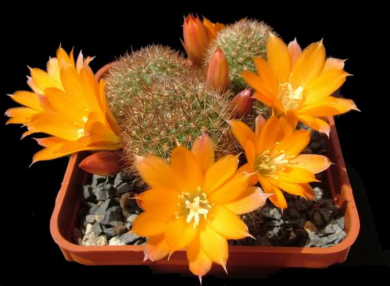 Rebutia walteri R784