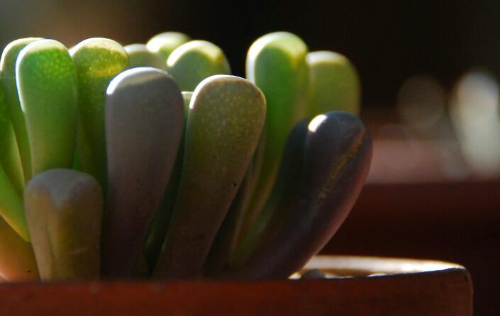 Fenestraria aurantiaca 