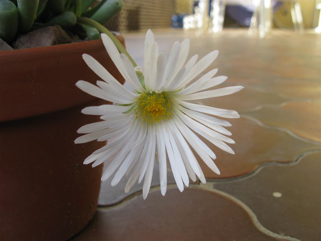 Fenestraria aurantiaca 