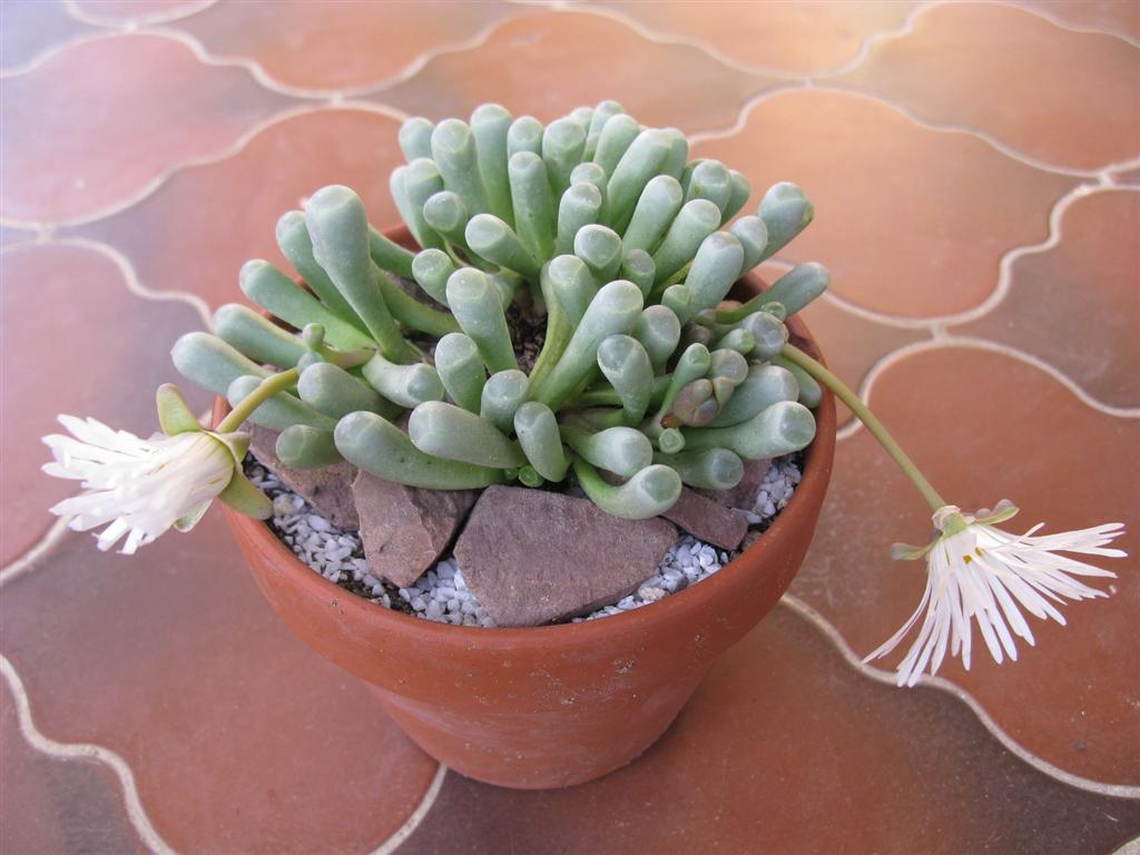 Fenestraria aurantiaca 