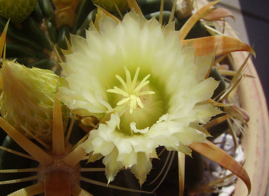 Ferocactus latispinus v. flavispinus 